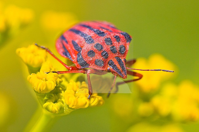 Half-spotted stink bug stock-image by Agami/Hans Germeraad,