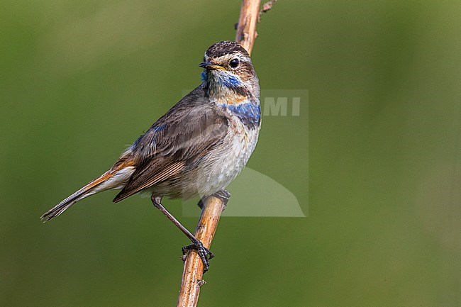 Red-spotted Bluethroat, Roodgesterde Blauwborst stock-image by Agami/Daniele Occhiato,