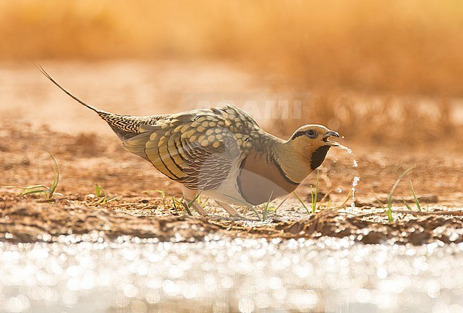 Pin-tailed Sandgrouse (Pterocles alchata) on the steppes of Belchite, Spain. Male drinking at water hole. stock-image by Agami/Marc Guyt,