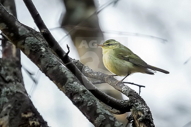 Adult Green Warbler (Phylloscopus nitidus) perched on a tree in Kazbegi, Georgia stock-image by Agami/Vincent Legrand,