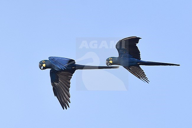 Endangered Lear's Macaw (Anodorhynchus leari), a very species with a highly restricted range in Brazil. stock-image by Agami/Laurens Steijn,