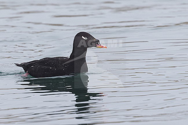 Stejneger's Scoter in Hokkaido, Japan stock-image by Agami/Stuart Price,