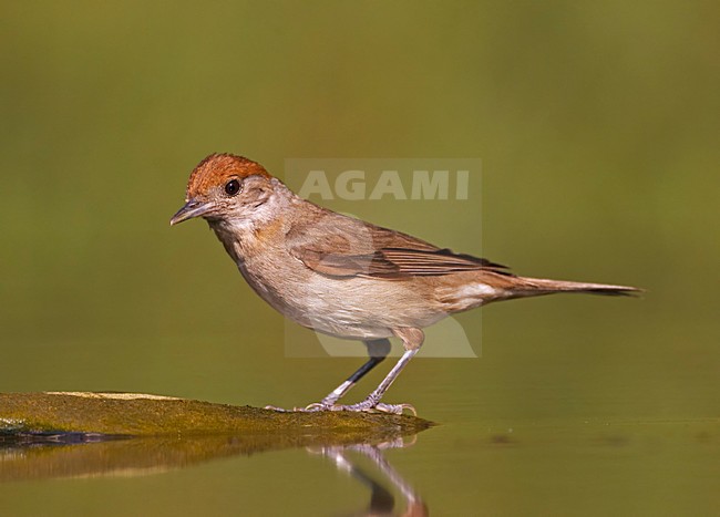 Vrouwtje Zwartkop bij drinkplaats; Female Blackcap at drinking pool stock-image by Agami/Markus Varesvuo,