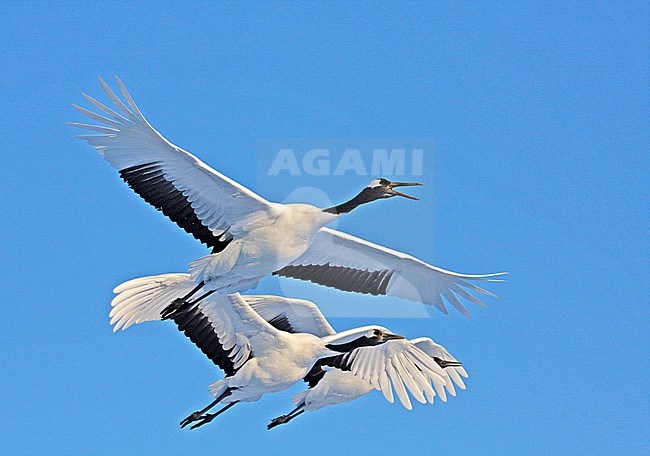 Red-crowned Crane (Grus japonensis) in flight against a blue sky on Hokkaido, Japan. This is a large East Asian species of crane and among the rarest cranes in the world. It is known as a symbol of luck, longevity, and fidelity. stock-image by Agami/Pete Morris,