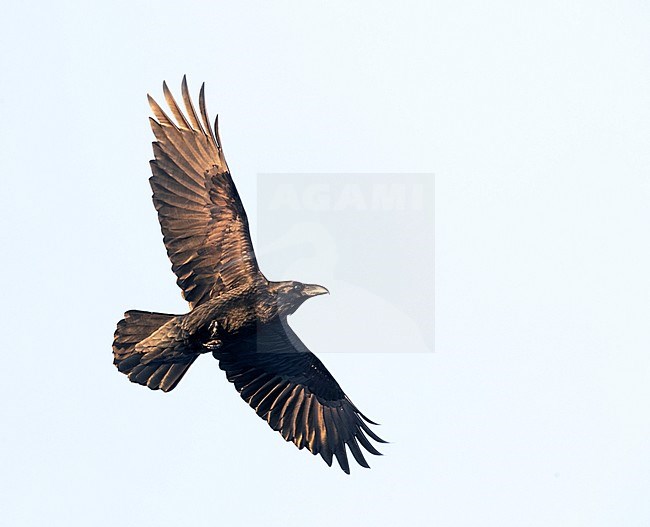 Common Raven (Corvus corax) in flight in late afternoon in northern Norway during winter. Seen from below. stock-image by Agami/Marc Guyt,