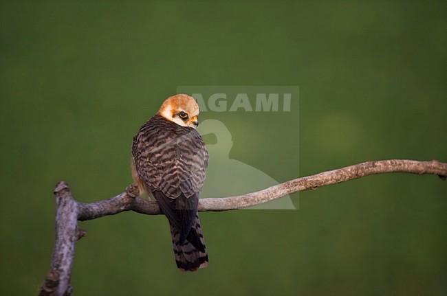 Roodpootvalk, Red-footed Falcon, Falco vespertinus stock-image by Agami/Marc Guyt,