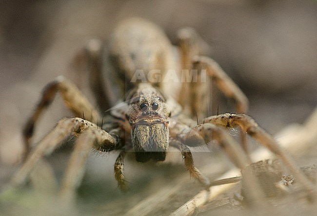 Wolfspin onbekend, Pardosa spec, Wolf Spider unknown stock-image by Agami/Rob de Jong,