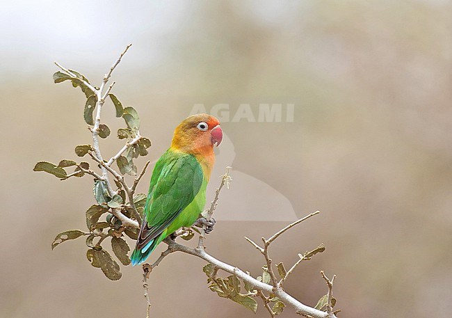 Fischer's lovebird (Agapornis fischeri) in Tanzania. stock-image by Agami/Pete Morris,
