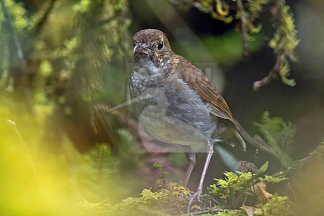 Greater Ground Robin (Amalocichla sclateriana) in West Papua, Indonesia. stock-image by Agami/Pete Morris,