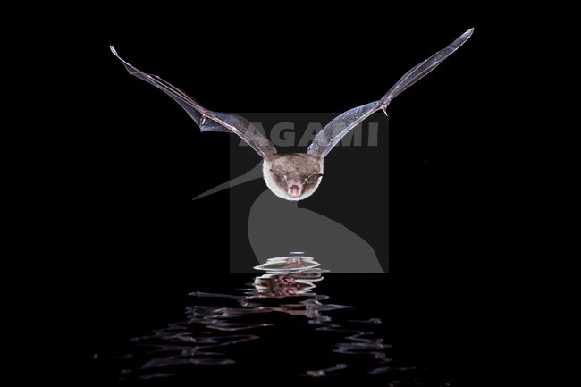 Watervleermuis jagend boven water; Daubentons bat hunting near water stock-image by Agami/Theo Douma,