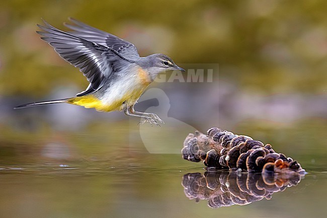 Grey Wagtail (Motacilla cinerea) in Italy. stock-image by Agami/Daniele Occhiato,