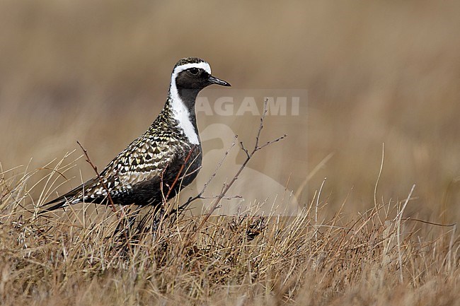 Adult male American Golden Plover (Pluvialis dominica) in breeding plumage on the tundra of Churchill, Manitoba, Canada. stock-image by Agami/Brian E Small,