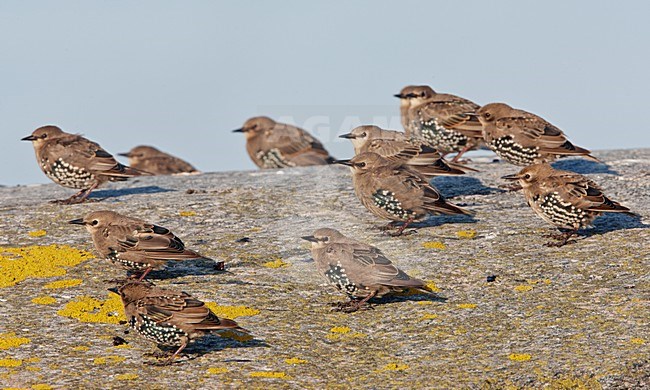 Groep jonge Spreeuwen, Group immature Common Starlings stock-image by Agami/Markus Varesvuo,