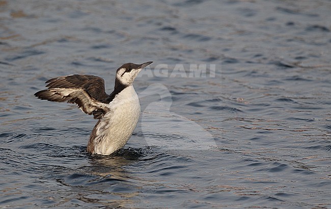 Wintering Common Guillemot (Uria aalge) wing flapping at Rungsted Harbor in Denmark. stock-image by Agami/Helge Sorensen,