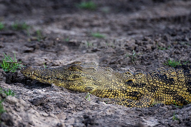 A Nile crocodile, Crocodylus niloticus, on a riverbank in Chobe National Park. Botswana. stock-image by Agami/Sergio Pitamitz,