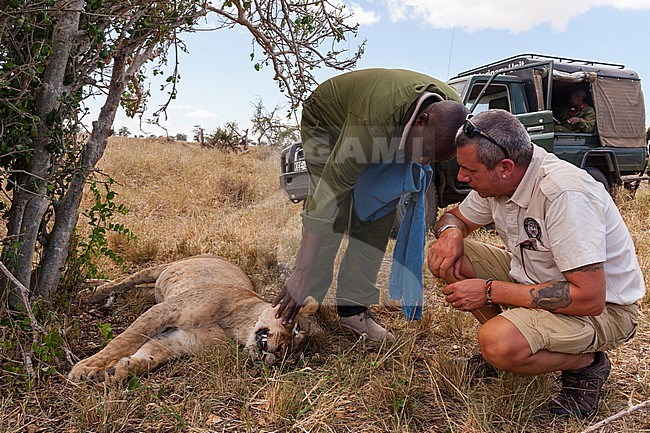 A wounded lioness treated by Kenya Wildlife Services mobile veterinary unit. Voi, Tsavo Conservation Area, Kenya. stock-image by Agami/Sergio Pitamitz,