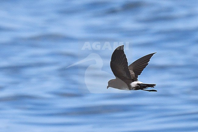 Elliot’s Storm Petrel (Oceanites gracilis) in flight over the Pacific Ocean off the Galapagos Islands. stock-image by Agami/Laurens Steijn,