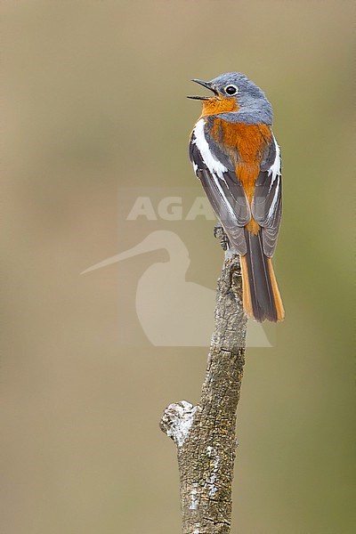 Adult singing male Ala Shan Redstart, Phoenicurus alaschanicus, in China. stock-image by Agami/Dubi Shapiro,
