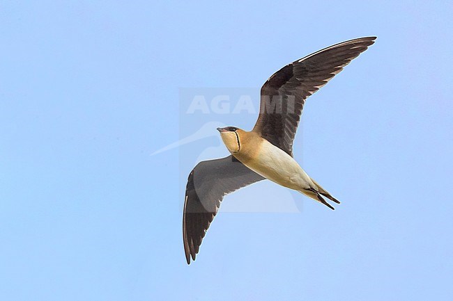Vorkstaartplevier; Black-winged Pratincole; Glareola nordmanni stock-image by Agami/Daniele Occhiato,