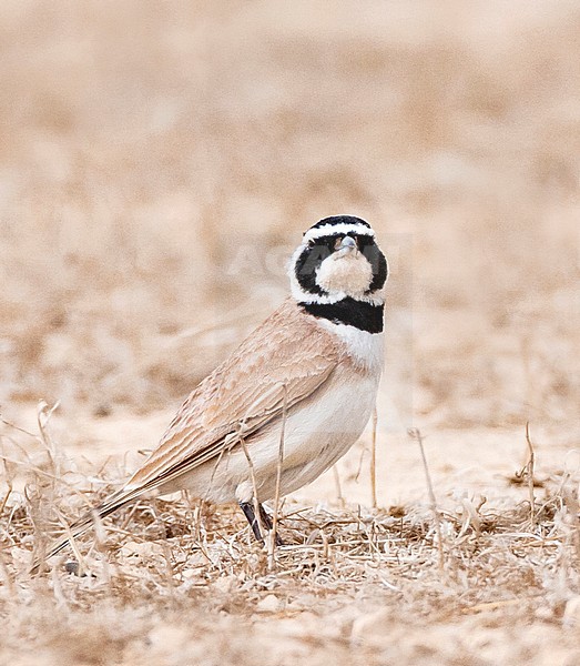 Adult Temminck's Lark (Eremophila bilopha) in the southern negev, Israel, stock-image by Agami/Marc Guyt,
