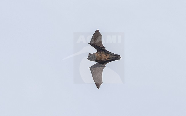Azorean Noctule (Nyctalus azoreum)  flying over Santa Cruz da Graciosa, Graciosa, Azores, Portugal. stock-image by Agami/Vincent Legrand,