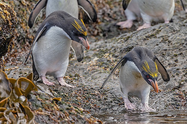 Macaroni Penguin (Eudyptes chrysolophus) on South Georgia. stock-image by Agami/Pete Morris,