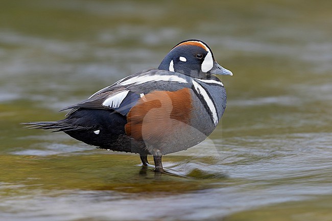 Harlequin Duck (Histrionicus histrionicus), side view of an adult male resting in the water, Southern Region, Iceland stock-image by Agami/Saverio Gatto,