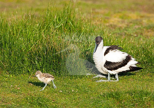 Pied Avocet (Recurvirostra avosetta) adult perched on gras with chick walking away stock-image by Agami/Roy de Haas,