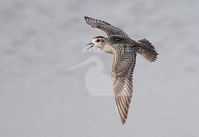 Juveniele Amerikaanse Goudplevier, Juvenile American Golden-Plover stock-image by Agami/Mike Danzenbaker,
