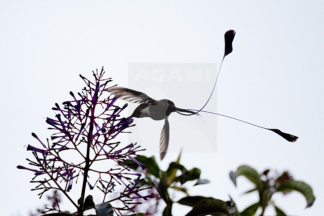 Birds of Peru, a stunning male Marvelous Spatuletail stock-image by Agami/Dubi Shapiro,