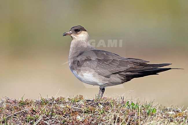 Parasitic Jaeger (Stercorarius parasiticus) on the tundra in Churchill, Manitoba, Canada. stock-image by Agami/Glenn Bartley,