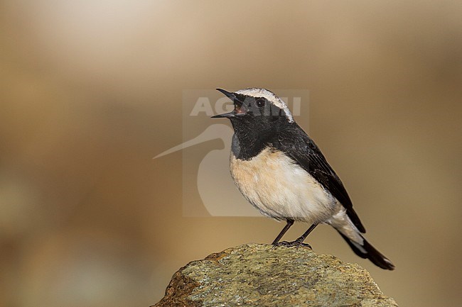 Cyprus Wheatear - Zypernsteinschmätzer - Oenanthe cypriaca, Cyprus, adult male stock-image by Agami/Ralph Martin,