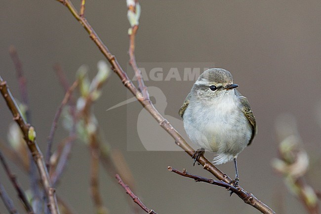 Yellow-browed Warbler - Gelbbrauen-Laubsänger - Phylloscopus inornatus, Russia (Ural) stock-image by Agami/Ralph Martin,
