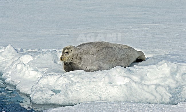 bearded seal on pack ice; Baardrob op pakijs stock-image by Agami/Roy de Haas,