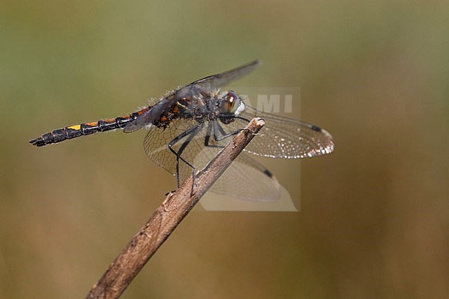 Imago Gevlekte witsnuitlibel; Adult Yellow-spotted Whiteface stock-image by Agami/Fazal Sardar,