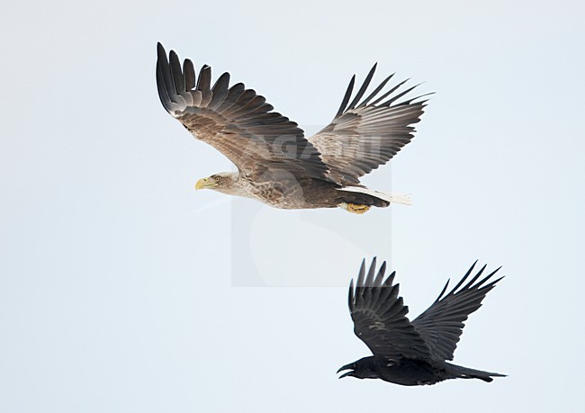 Zeearend adult vliegend met Raaf; White-tailed Eagle adult flying with Raven stock-image by Agami/Markus Varesvuo,