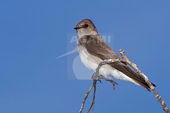 Adult Northern Rough-winged Swallow (Stelgidopteryx serripennis) perched on a twig.
In Orange County, California, USA
March 2001 stock-image by Agami/Brian E Small,