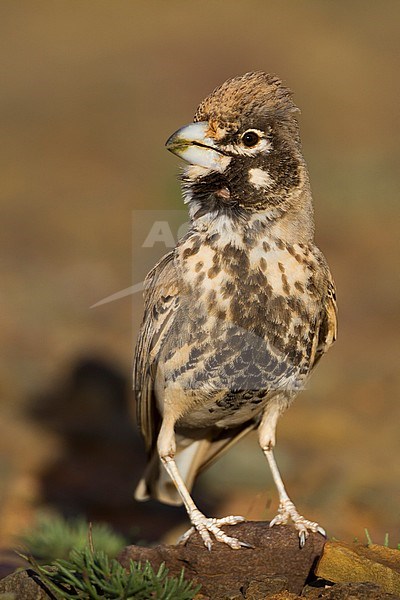 Thick-billed Lark - Knackerlerche - Rhamphocory clotbey, Morocco, male stock-image by Agami/Ralph Martin,