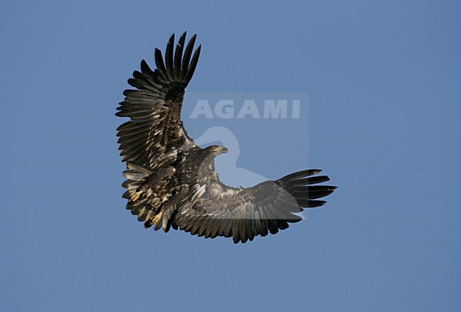 Onvolwassen Zeearend in de vlucht; Immature White-tailed Eagle in flight stock-image by Agami/Menno van Duijn,