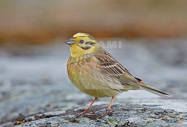 Yellowhammer (Emberiza citrinella) male perched on the ground, Utö Finland April 2017 stock-image by Agami/Markus Varesvuo,