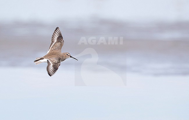 Wintering American Dunlin (Calidris alpina pacifica) at Mulegé, Baja California Sur, Mexico. In flight over the coast. Probaly this subspecies. stock-image by Agami/Ian Davies,