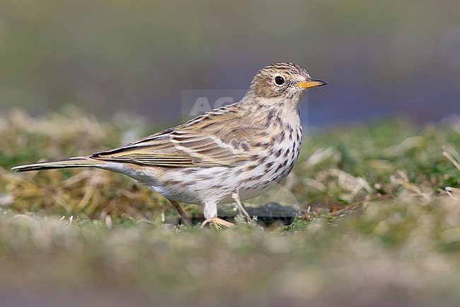 Meadow Pipit, Campania, Italy (Anthus prantensis) stock-image by Agami/Saverio Gatto,