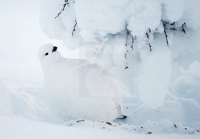 Moerassneeuwhoen in de sneeuw; Willow Ptarmigan in the snow stock-image by Agami/Markus Varesvuo,