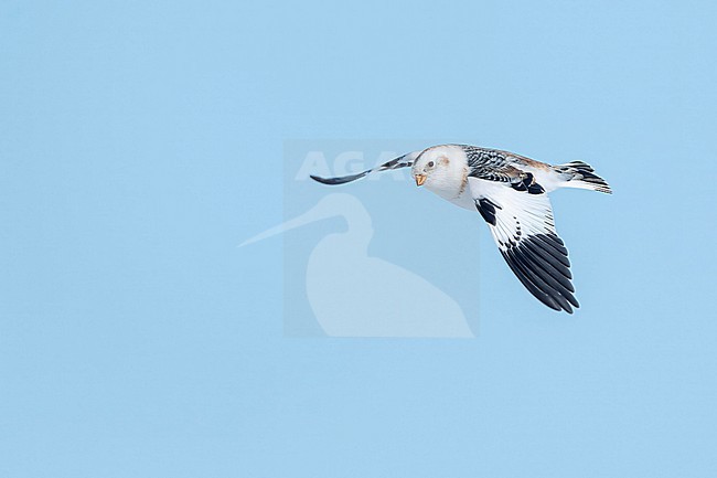 Snow Bunting (Plectrophenax nivalis) flying agains blue sky in its wintering habitat in Canada. stock-image by Agami/Marcel Burkhardt,