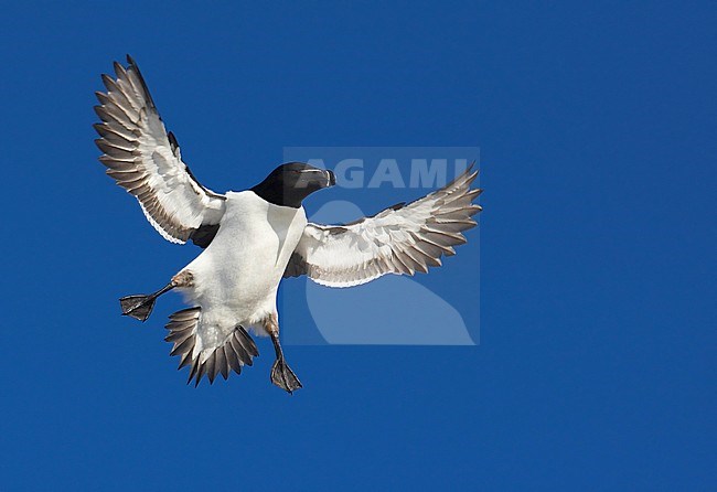 Flying adult Razorbill (Alca torda) in breeding plumage against a deep blue sky in Norway. Landing with out stretched feet and wings in the colony. stock-image by Agami/Markus Varesvuo,