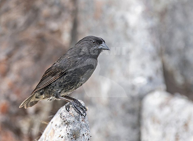 Male Genovesa ground finch (Geospiza acutirostris) on the Galapagos Islands, part of the Republic of Ecuador. stock-image by Agami/Pete Morris,
