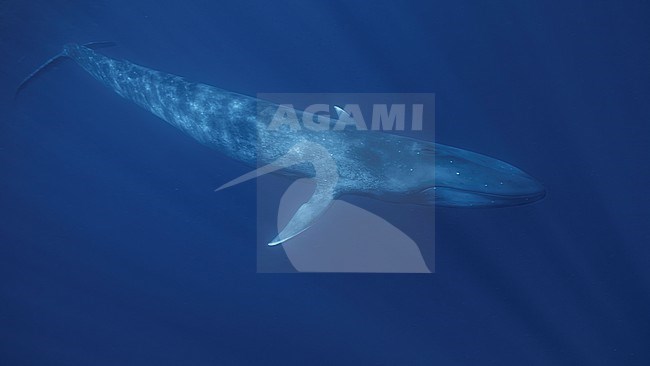 Blue Whale (Balaenoptera musculus ssp brevicauda) approaching, a slim Blue Whale. stock-image by Agami/Lennart Verheuvel,