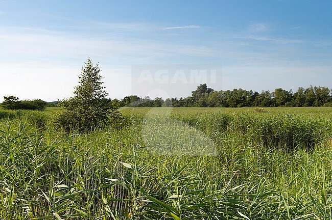 Reedbeds at Zouweboezem in summer stock-image by Agami/Marc Guyt,