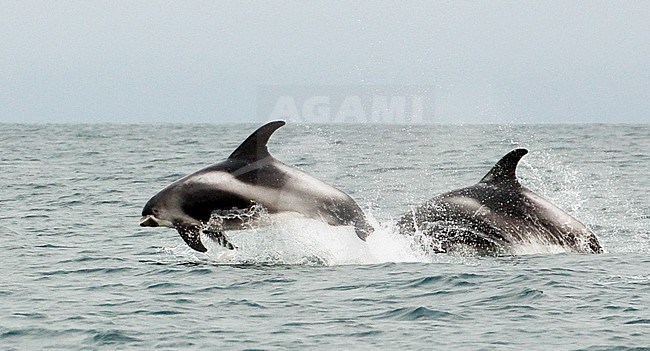 Porpoising White-beaked Dolphins (Lagenorhynchus albirostris) in the ocean. Endemic to the cold temperate and subarctic waters of the North Atlantic Ocean. stock-image by Agami/WJ Strietman,