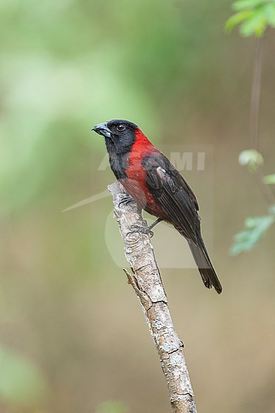 Adult male
Nuevo Leon, Mexico
May 2022 stock-image by Agami/Brian E Small,
